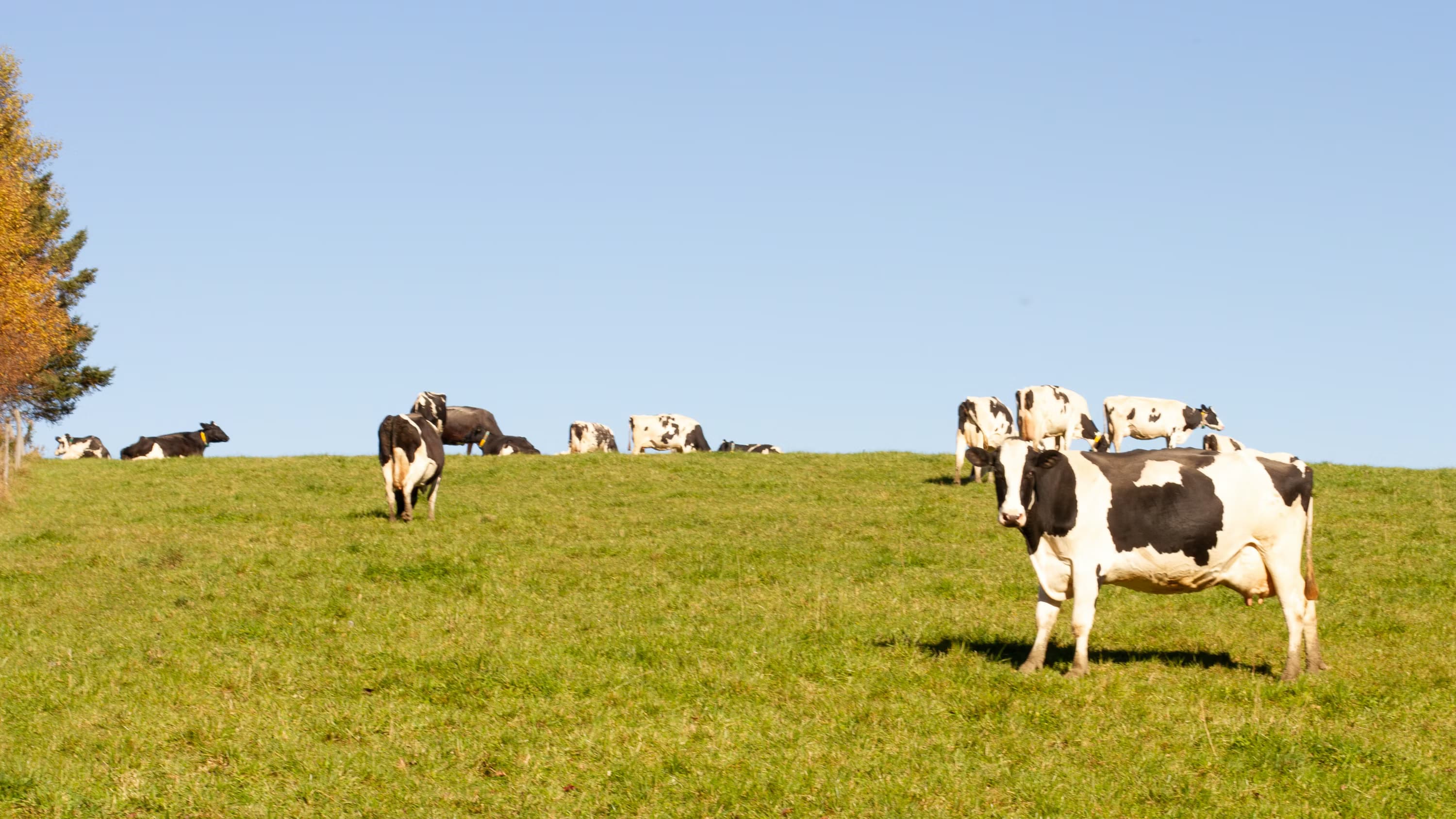 Article Illustration